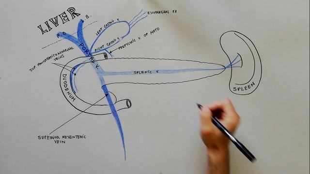 The PORTAL VEIN and its tributaries | Anatomy Tutorial смотреть онлайн