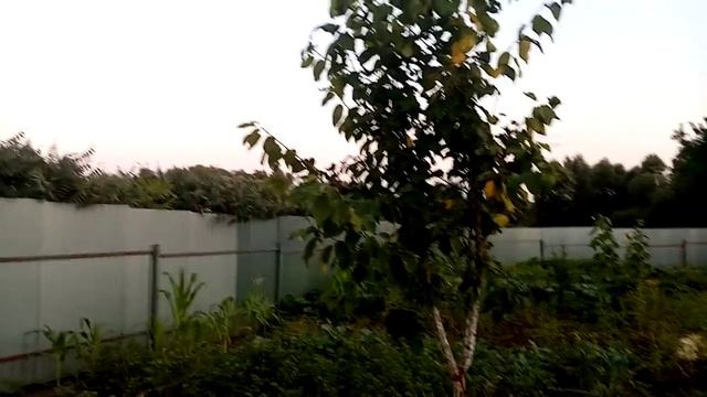 Грядки Подготовила для ЧЕСНОКА для Посадки под ЗИМУ. 12 августа 2021г. смотреть онлайн