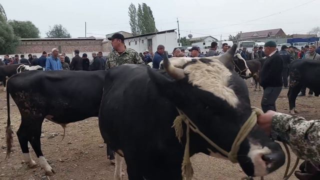 Qoqon mol bozori semiz VA boqma buqalar narhlari bilan tanishing 20.09.2023yil смотреть онлайн