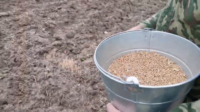 Сеем сидераты осенью после уборки урожая на огороде. Сеем пшеницу в качестве сидерата. смотреть онлайн