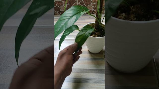 Epipremnum Pinnatum Variegated смотреть онлайн