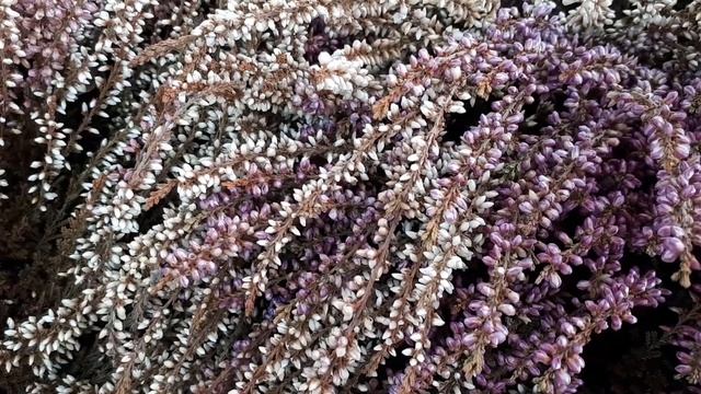 Calluna Vulgaris - Grow & Care
