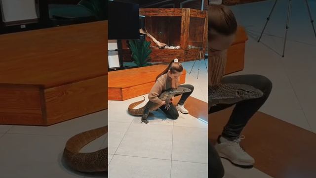 Отгадайте его любимое блюдо #кусь #укус #жесть#шок#треш#животные #ящерица #экзотика #рептилии смотреть онлайн