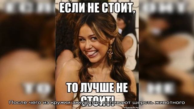 Как мыть морскую свинку? смотреть онлайн