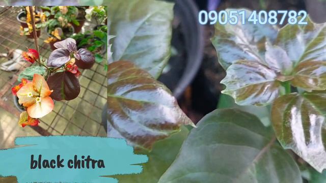 BLACK CHITRA NEW TOP RARE BOUGAINVILLEA смотреть онлайн