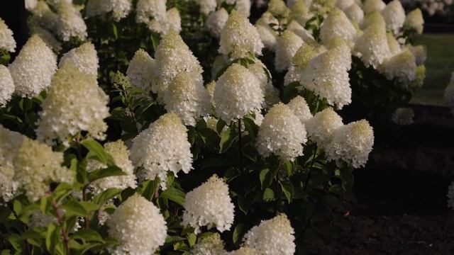 Hydrangea Paniculata Living Sugar Rush