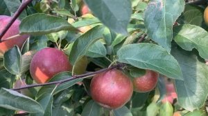 Сорт яблони Белорусское сладкое. Отзыв из сада в Подмосковье. Обзор саженцев в питомнике.