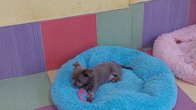 самые милые и красивые чихуахуа и мальтипу питомник Кастропуло Крым купить щенка +79787458062 #цены