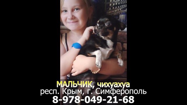Пропала собака! МАЛЬЧИК, чихуахуа, респ. Крым, г. Симферополь смотреть онлайн