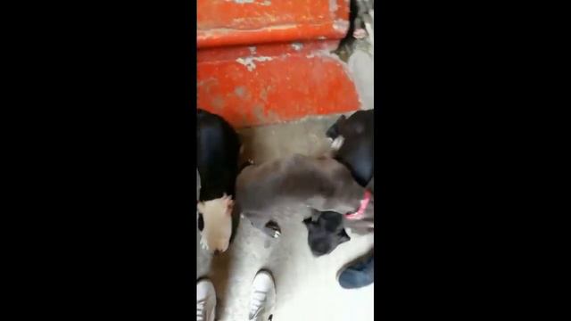 Crecimiento de mi pitbull blue 1 semana - 1 año смотреть онлайн