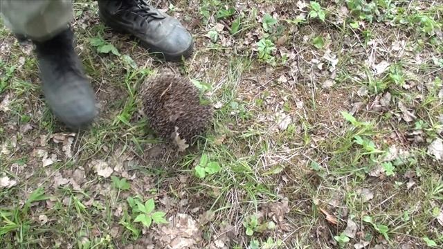 БичБлог #12. Как открыть ежа смотреть онлайн