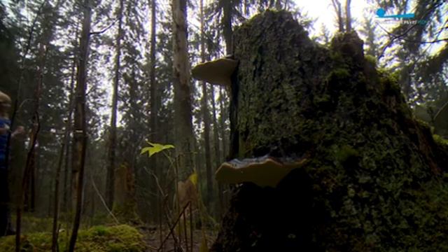 «ЮККОВСКИЕ КАМЫ» ПРИГЛАШАЕМ НА ПРОГУЛКУ! смотреть онлайн