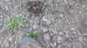 Как растет миндаль - результаты посадки