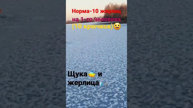 Десять жерлиц на человека(10 крючков)!! Всё по Закону!! 🐠🎣 #fish #карась #рыбалка #щука #жерлица смотреть онлайн