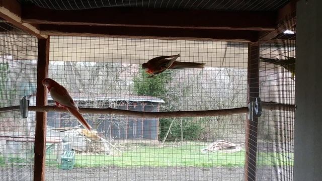 Eastern Rosella Mix Mutations / Rozella Białolica