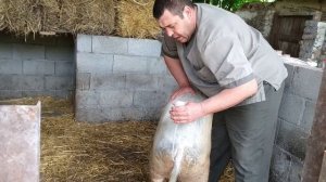 искусственное осеменение свиней(2)