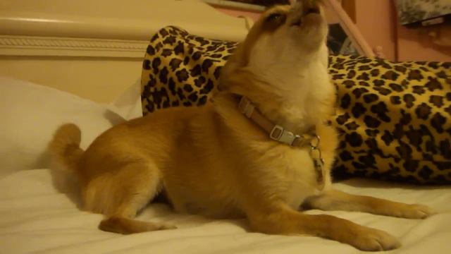 Chihuahua Puppy - Wolf Howl смотреть онлайн