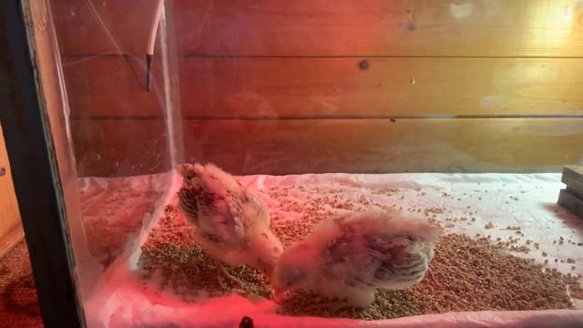 Серама моим 2 недели! смотреть онлайн