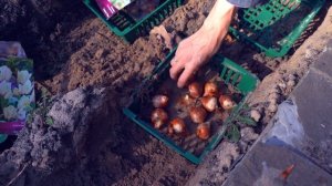 КАК ПРАВИЛЬНО САЖАТЬ ТЮЛЬПАНЫ И НАРЦИССЫ ОСЕНЬЮ