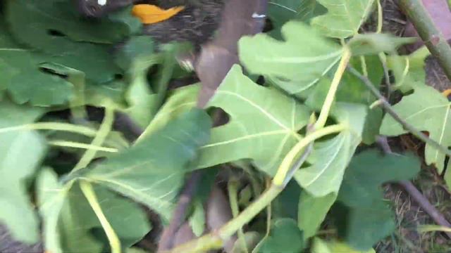 Инжир 13 октября 2019 смотреть онлайн