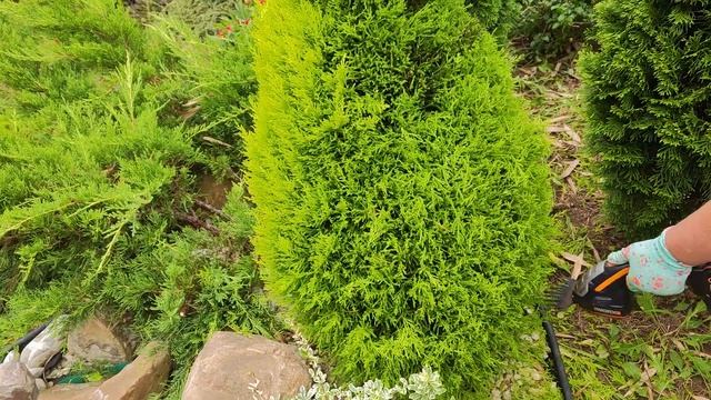 стригу кипарисовик, форма вазы, день 2 смотреть онлайн