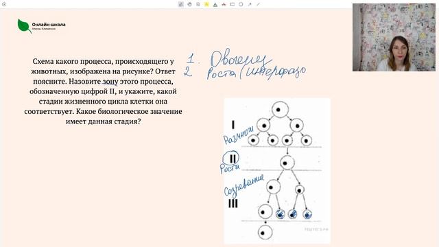 Гаметогенез. Эмбриогенез. смотреть онлайн