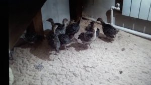 ИНДЮШАТА КЛЮЮТ ДО КРОВИ ДРУГ ДРУГА//ПОЧЕМУ?// ЧТО ДЕЛАТЬ?//ОТВЕЧАЮ