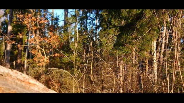 [4К] Прогулка по лесу в поисках зверя/Как найти зверя в лесу?/Ноябрьский рассвет/Звуки природы смотреть онлайн