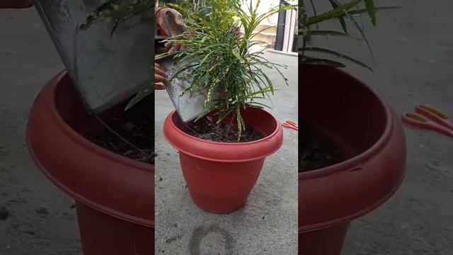 new plant ni home.. plant name garden croton#crotons смотреть онлайн