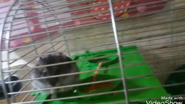 Моя мышка . смотреть онлайн