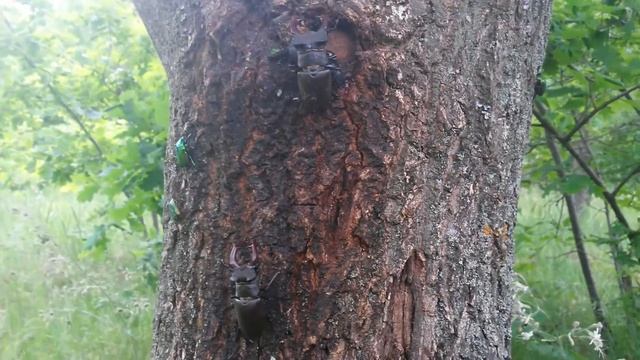 насекомые жук-олень смотреть онлайн