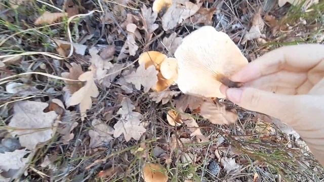 грибы 24 ноября , после небольших заморозков и снега. смотреть онлайн