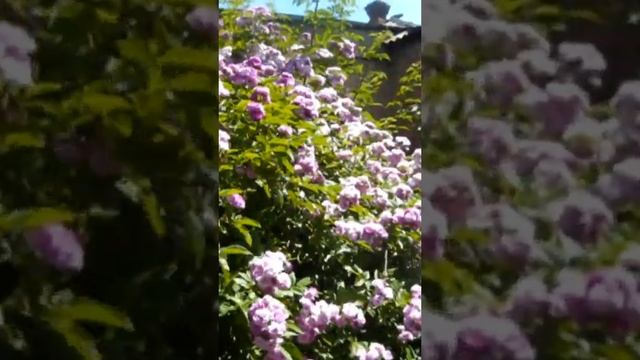 СЧАСТЬЕ БЫВАЕТ РАЗНОЕ ... !!! БУДЬТЕ СЧАСТЛИВЫ МОИ ДОРОГИЕ ДРУЗЬЯ !!! ПОСТАВЬ ЛАЙК И ПОДПИШИСЬ !!! смотреть онлайн