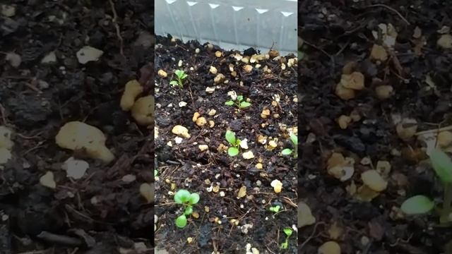 #ранункулюс #лютик выращивание из семян смотреть онлайн