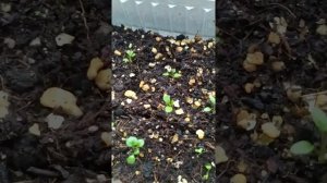 #ранункулюс  #лютик выращивание из семян