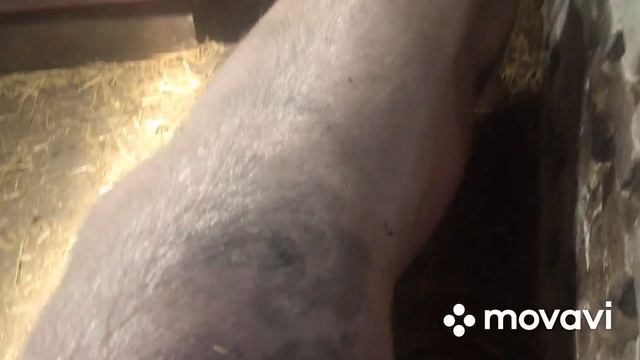 Как чувствуют себя свиньи с переломом. Свиноматки перед опоросом. смотреть онлайн