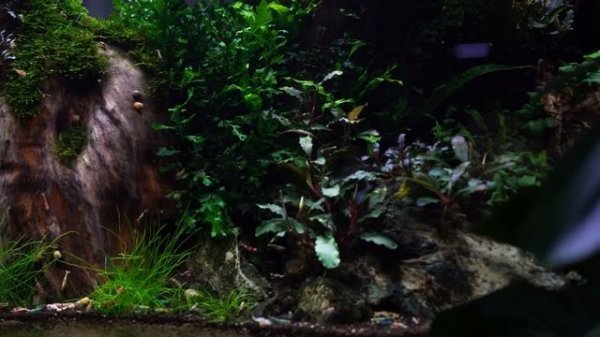 Stunning Aquarium Showcase 2500 Caridina Shrimps Wood Hardscape Aquascape