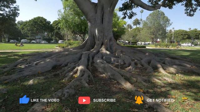 Beverly Hills | California | Travel Guide 🌇 смотреть онлайн