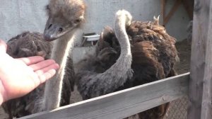 Страус контактный зоопарк Чем кормить страуса Омский страус бежит рядом с Настей.
