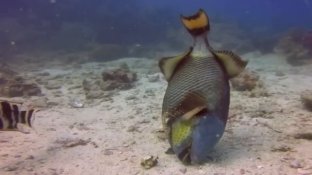 10 Животных с Самыми Ужасающими Зубами смотреть онлайн