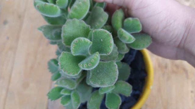 Mostrando as minhas suculentas plantadas em vasos coloridos смотреть онлайн