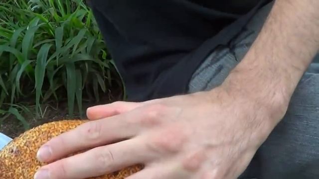 Cempedak Review - Weird Fruit Explorer : Ep. 21 смотреть онлайн