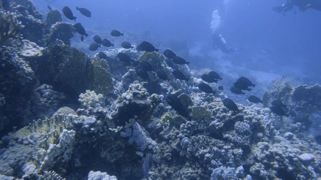 Diving Sites Egypt - Soma Bay - 4K 60 fps смотреть онлайн