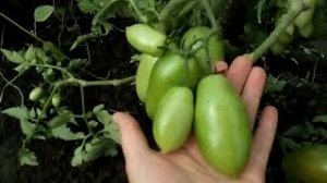 Сорт томата _Челнок_. Урожай 2018 года..mp4