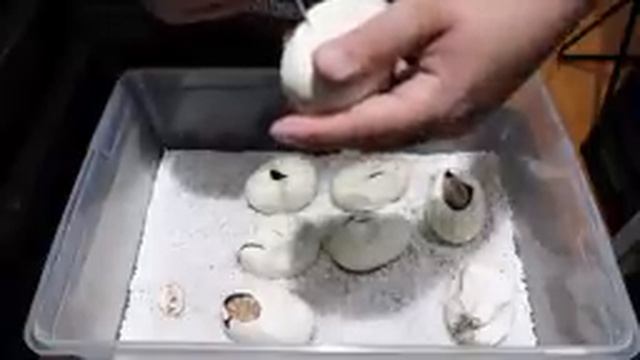 Blood Python Eggs! Clutch #1 from beginning to end. смотреть онлайн