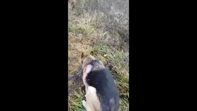 Немецкая овчарка Сара смотреть онлайн