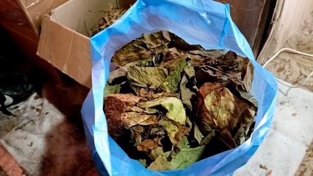 Ферментация табака увлажненным вином. смотреть онлайн