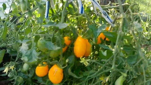 Томат Римская ваза Боргезе. Ну очень урожайный сорт! смотреть онлайн