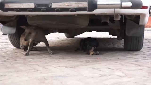 Lockdown me jeev jantu bhi bhukhamari se areshan hai. Kripaya inki bhi yathasambhav madad karen. смотреть онлайн