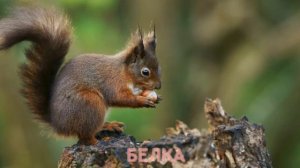 Карточки Домана Часть 2 Лесние звери!